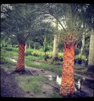 Pro Gardens and Friends Landscaping Inc. - Tree & Shrub Care in Delray Beach, FL