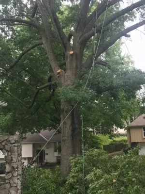 Tree Pruning and Removal — Kitchen Remodeling project by Diamond Design & Build LLC