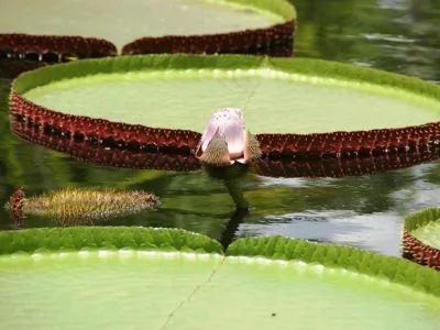 Raymond Jungles, Inc. - Garden Remodeling in Miami, FL