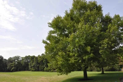Richard Kattman Landscape Architecture - Patio Design & Installation in Holliston, MA