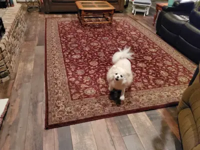 Mountain Star Builders - Carpet Installation in Gainesville, TX