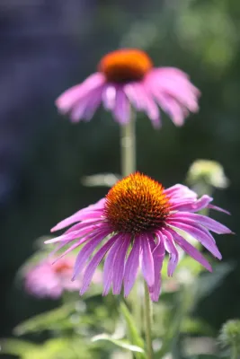 Landscape Impressions by Rock Spring Design Group LLC (David Verespy, ASLA)