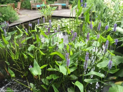 Roland Oehme Landscape Architecture - Garden Remodeling in Towson, MD