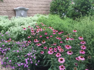 Roland Oehme Landscape Architecture - Garden Remodeling in Towson, MD