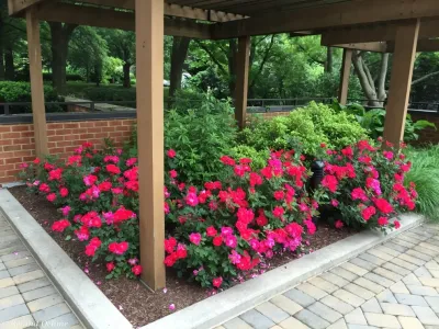 Roland Oehme Landscape Architecture - Garden Remodeling in Towson, MD