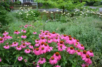 Roland Oehme Landscape Architecture - Garden Remodeling in Towson, MD