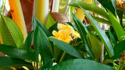 ArtisTree Landscape Maintenance & Design - Outdoor Lighting Installation in Venice, FL