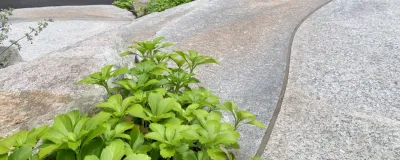 Roots & Rocks Landscape Artisans - Drip Irrigation System Installation in Groton, MA