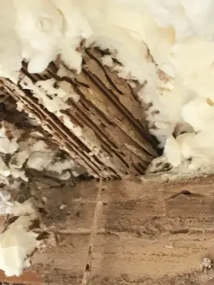 Pest damage restoration — Kitchen Remodeling project by Northshore Renovations