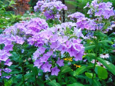 Rosborough Partners Inc. - Garden Remodeling in Libertyville, IL