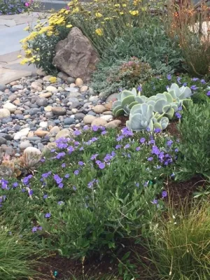 Rose in Bloom Gardens - Irrigation System Repair in Los Angeles, CA