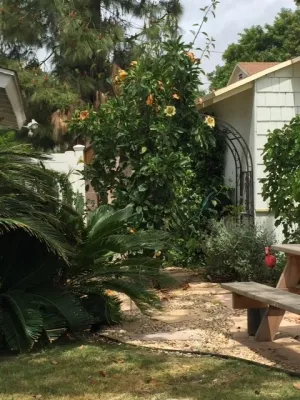 Rose in Bloom Gardens - Irrigation System Repair in Los Angeles, CA