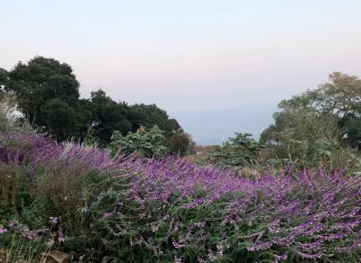 Taylor Mountain Garden — Landscape Design project by Rosmarin Landscape Design