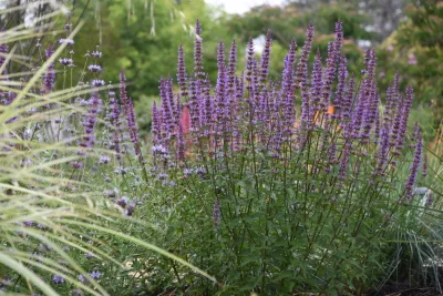 Santa Rosa Front Garden — Landscape Design project by Rosmarin Landscape Design