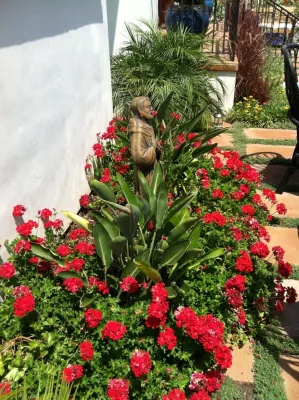 Front Yard - Mission Hills, San Diego — Landscape Design project by Austin Design - Landscape & Garden in San Diego