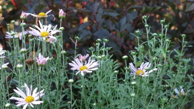 Rue Sherwood Landscape Design, LLC - Patio Design & Installation in Ipswich, MA