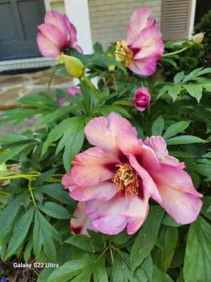 Russell A. Hawkinson Landscape Design, Inc - Garden Remodeling in Cartersville, GA