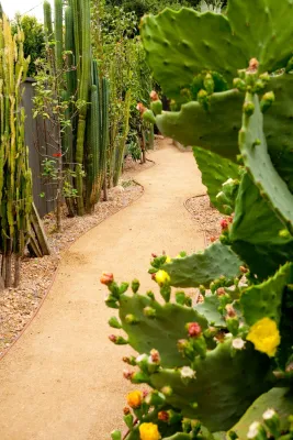 Arcadia Dry Garden — Landscape Design project by Sacred Space Garden Design Inc in Arcadia