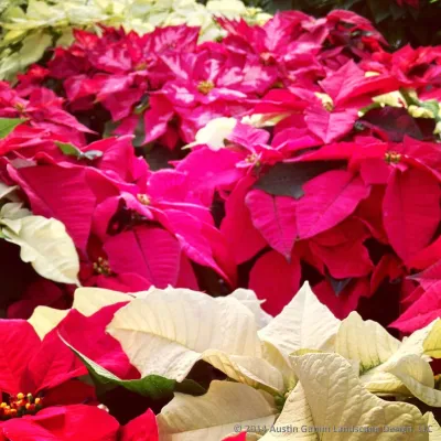 Interior Holiday Decor — Landscape Design project by Austin Ganim Landscape Design, LLC