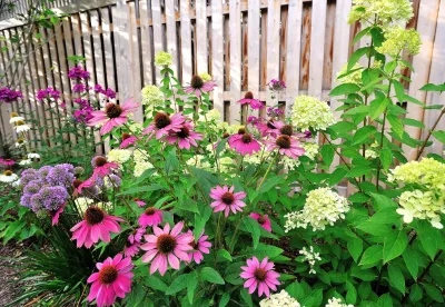 Newton, MA -Landscape Renovation by Sallie Hill Design, Landscape Architect