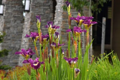 Sam Millar - Landscape Design in Seattle, WA