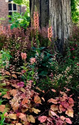 Sarah Herman Landscape Design - Garden Remodeling in Berkeley, CA