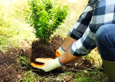 Sarasota Landscaping & Design - Garden Remodeling in Sarasota, FL