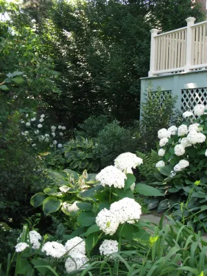 Shade Gardens - Southport & Westport, CT by Austin Ganim Landscape Design, LLC