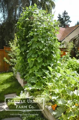 Seattle Urban Farm Company - Garden Remodeling in Seattle, WA