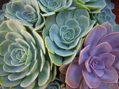 Segal Shuart Landscape Architects - Garden Remodeling in Sherman Oaks, CA