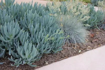 Altadena Spanish Cottage — Landscape Design project by Segal Shuart Landscape Architects