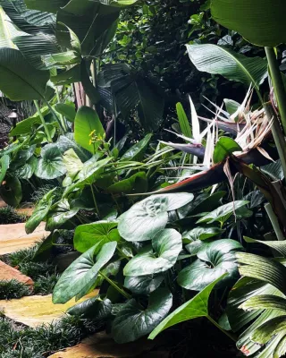 Serenoa Landscape Design - Garden Remodeling in Jacksonville, FL