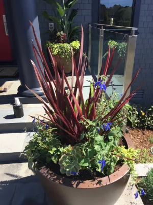Shepard Design Landscape Architecture - AJ Shepard - Outdoor Lighting Installation in Greenbrae, CA