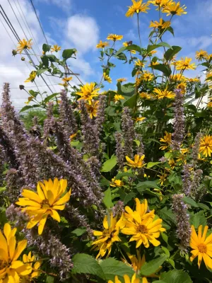 Sophie Bignet Landscape Design - Garden Remodeling in Boston, MA