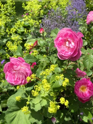 Sophie Bignet Landscape Design - Garden Remodeling in Boston, MA