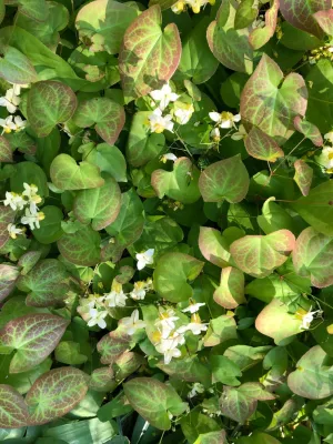 Plant Pairings: Inspiration — Landscape Design project by Sophie Bignet Landscape Design