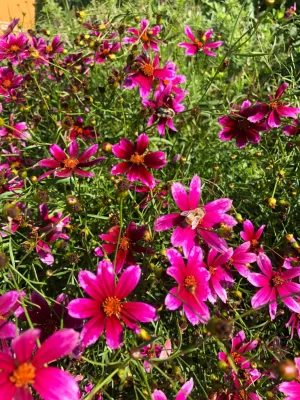 Sophie Bignet Landscape Design - Garden Remodeling in Boston, MA