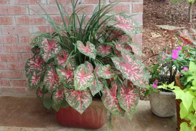 Splendid Gardens - Landscape Maintenance in Dallas, TX