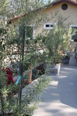 Avenue 39 Landscape Design - Patio Design & Installation in Seal Beach, CA