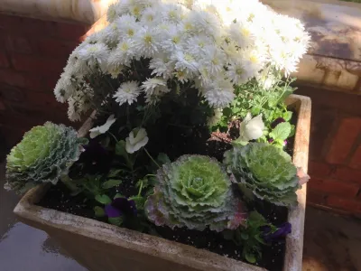 Utilizing Containers — Landscape Design project by B. Gardening Landscape Design in Denver