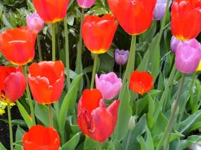 B. Gardening Landscape Design - Landscape Design in Denver, CO