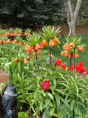 Zen Garden — Landscape Design project by B. Gardening Landscape Design in Denver