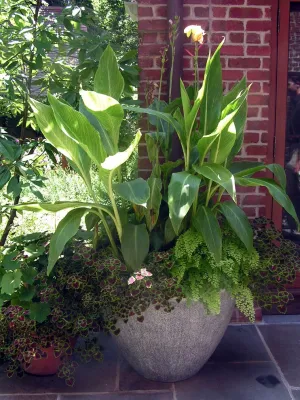 The Best Containers by Back To Nature Home & Garden