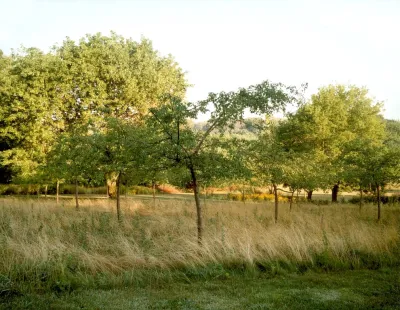 Crabapple Orchard and Meadow — Landscape Design project by Back To Nature Home & Garden