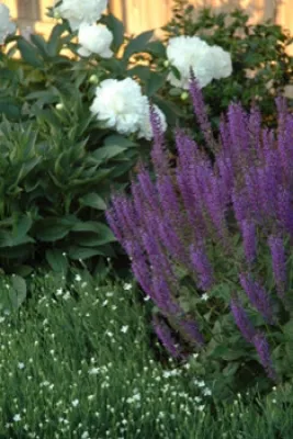 Sunflower Designs LLC - Garden Remodeling in Bristol, RI