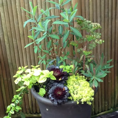 Sunrise Container Design - Garden Remodeling in Seattle, WA