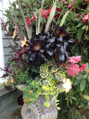 Sunrise Container Design - Garden Remodeling in Seattle, WA