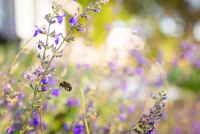 Modern Cottage — Landscape Design project by Sweet Smiling Landscapes in Ventura