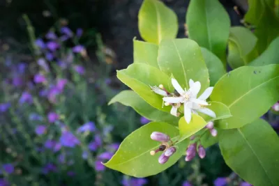 Sweet Smiling Landscapes - Garden Remodeling in Santa Barbara, CA