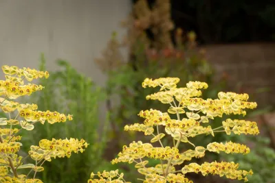 Modern Retreat — Landscape Design project by Sweet Smiling Landscapes in Santa Barbara